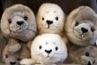 many seals