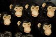 monkeys