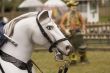 white horse