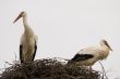 couple storks