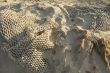 fishingnet at the beach