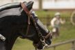 cow-boy horse