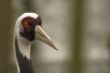crane bird