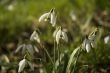 snowdrops