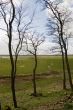Dutch landscape