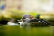 duck in the water