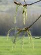 Branch
