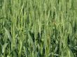 Wheat field