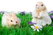 Easter bunnies
