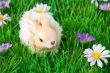 Easter decoration with bunny
