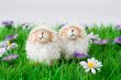 Spring sheep