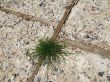 grass, wood and stones