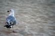 Seagull on the sand