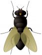 fly close up