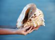 Conch shell