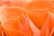 rosey