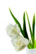 white tulips