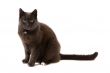Cute Cat