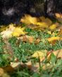 Carpet of autumn leaves