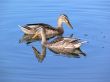 Two duck on water