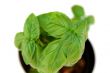 Basil