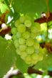 Grape