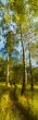 Birch forest