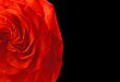 Scarlet rose, black background.