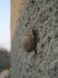 snail on wall