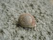 closeup of snail shell