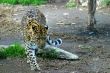 Amur Leopard 4889