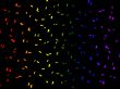 Buterfly background
