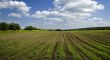 Agricultural sow field and blue sky in country
