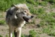 Wolf  in steppe