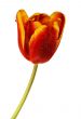 tulip