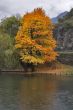 Orange tree.