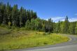 Fir forest in mountains.