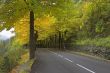 Multi-coloured autumn