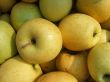 Harvest Fresh Organic Orchard Apples