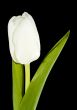 White Tulip