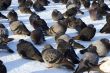 Pigeons on snown square