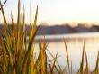 Grass at river bank