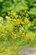 Fennel