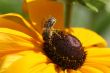 Honey Bee
