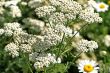 Common Yarrow