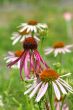 Echinacea purpurea