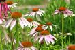 Purple Coneflower
