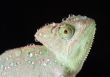 Chameleon