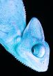 Chameleon