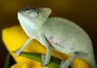 Chameleon on the tulip